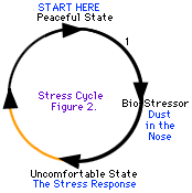 Algunos ciclos de estrés son más fáciles de superar que otros.