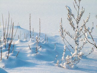 El invierno puede empeorar la depresión, pero lea estos consejos sobre cómo sobrevivir al invierno con depresión para defenderse.