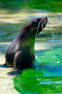 Hay muchas habilidades utilizadas para hacer frente a la depresión bipolar y una es interactuar con animales. Los animales también pueden combatir la depresión. Mira esto.