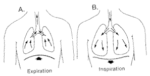 Figura de respiración diafragmática