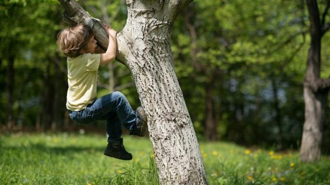 Niño pequeño trepar a un árbol.