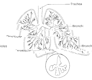 Figura pulmonar